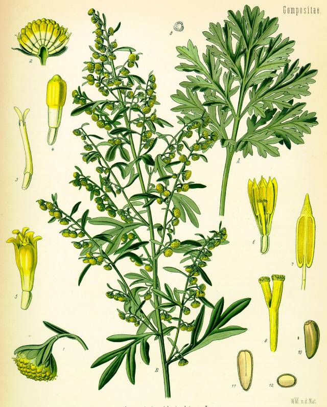 تصویر افسنطین Artemisia absinthium 4